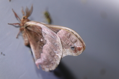 Callosamia angulifera