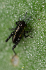 Aztecacris laevis