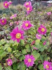 Eriocapitella × hybrida