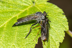 Machimus notatus