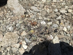 Eriogonum marifolium