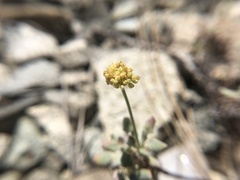 Eriogonum marifolium