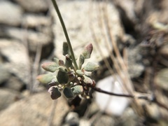 Eriogonum marifolium