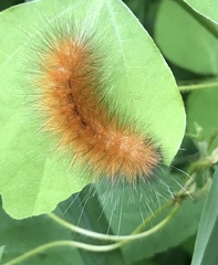 Spilosoma virginica