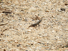 Sceloporus variabilis