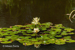 Lithobates catesbeianus