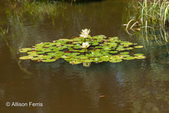 Lithobates catesbeianus