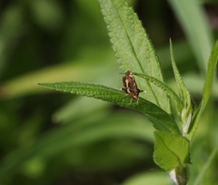 Pyrausta orphisalis