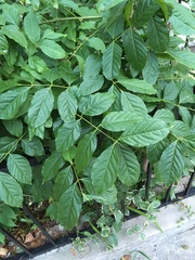Magnoliopsida