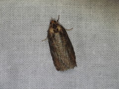 Cryptoptila immersana