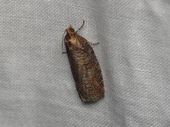 Cryptoptila immersana