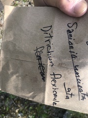 Flexitrichum flexicaule