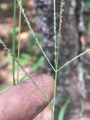 Digitaria violascens