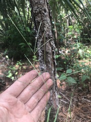 Digitaria violascens