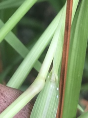 Digitaria violascens