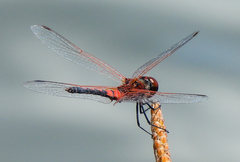 Celithemis bertha