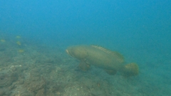 Epinephelus lanceolatus