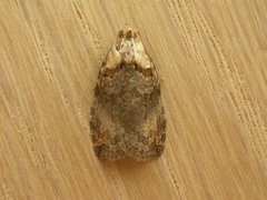 Cryptoptila immersana