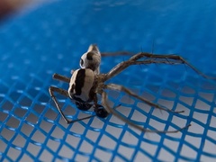 Oxyopes tridens
