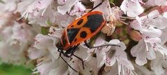 Pyrrhocoris apterus