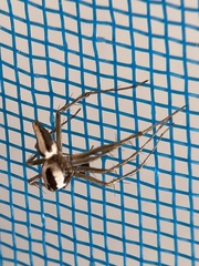 Oxyopes tridens