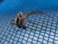 Oxyopes tridens