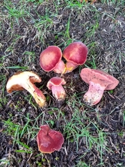 Chalciporus rubinellus