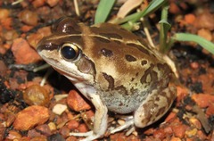 Ranoidea longipes