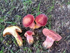 Chalciporus rubinellus