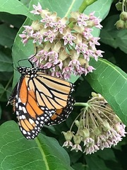 Danaus plexippus