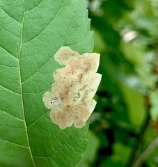 Agromyza valdorensis