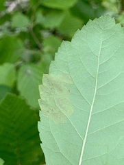 Agromyza valdorensis