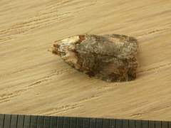 Cryptoptila immersana