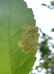 Agromyza valdorensis