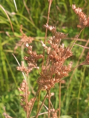 Juncus dichotomus