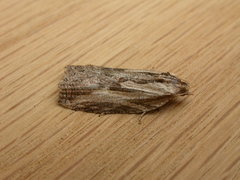 Cryptoptila immersana