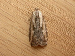 Cryptoptila immersana