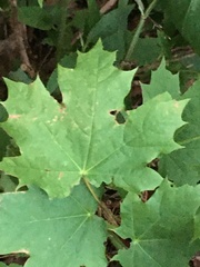 Acer platanoides