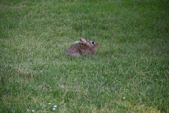 Sylvilagus floridanus