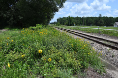 Helianthus debilis cucumerifolius
