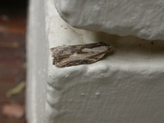 Cryptoptila immersana