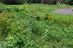 Helianthus debilis cucumerifolius
