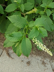 Phytolacca americana