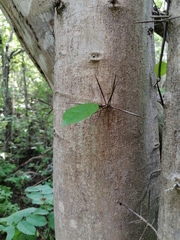 Xylosma flexuosa