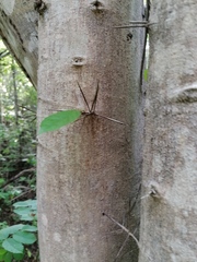 Xylosma flexuosa