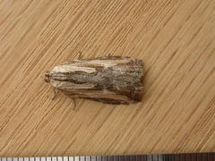 Cryptoptila immersana