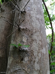 Xylosma flexuosa