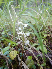 Pyrola dahurica