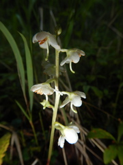 Pyrola dahurica