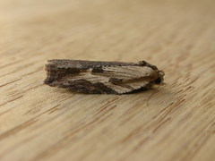 Cryptoptila immersana